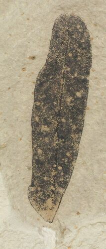 Fossil Divi Divi Tree Leaf - Green River Formation #45684